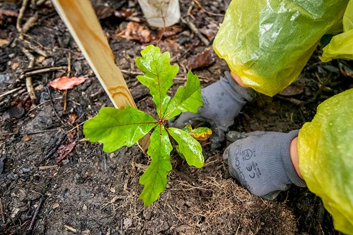 Artist Katie Kehoe and a group of volunteers planting 100 native trees on Fairfax campus.